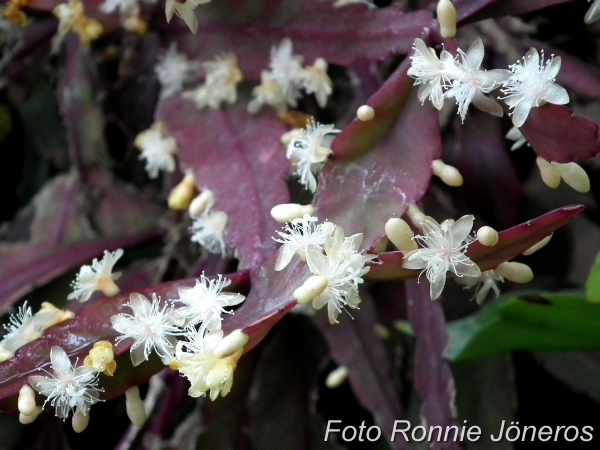 Rhipsalis elliptica